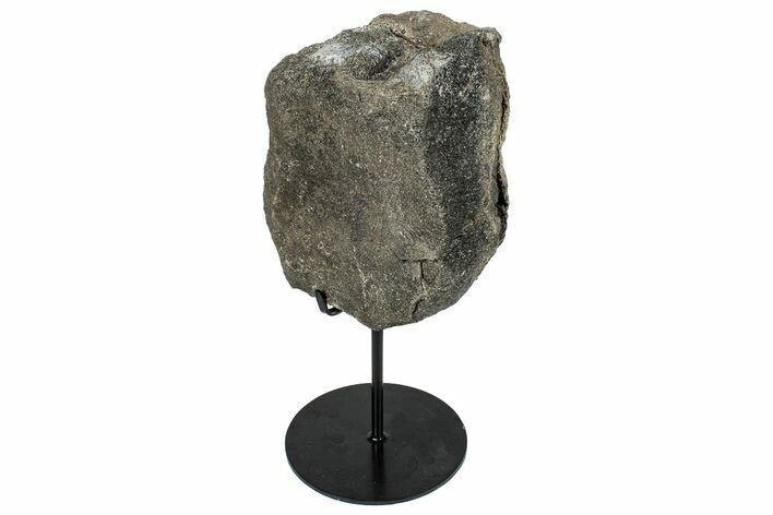 Fossil Dinosaur Anterior Caudal Vertebra w/ Metal Stand - Texas #250266